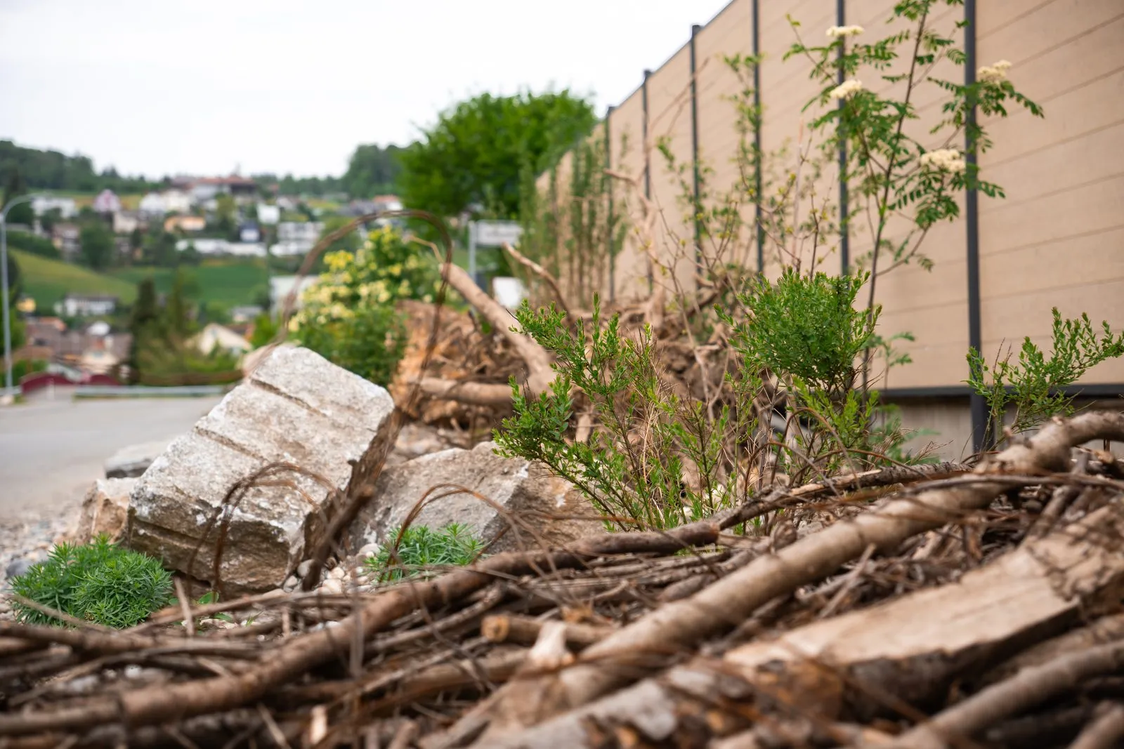 Neu angelegte Biodiversitätsfläche mit Totholz und Sträuchern neben einem Gewerbebau