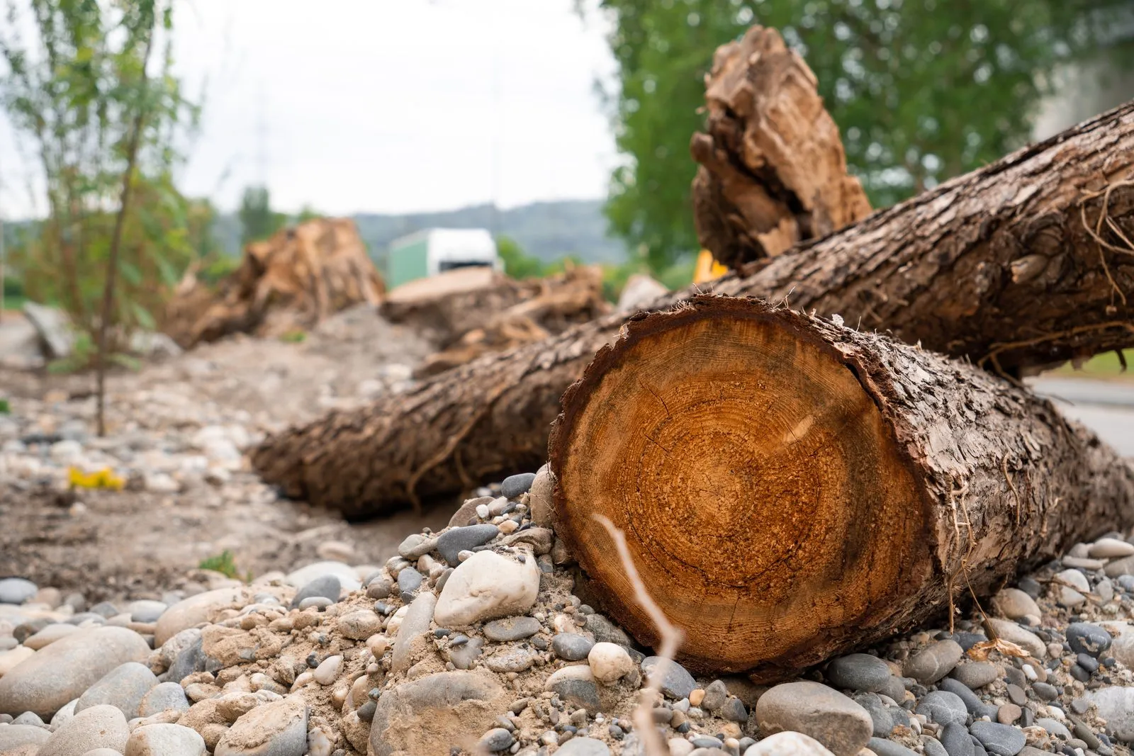 Holzstämme und Kies als naturnaher Lebensraum