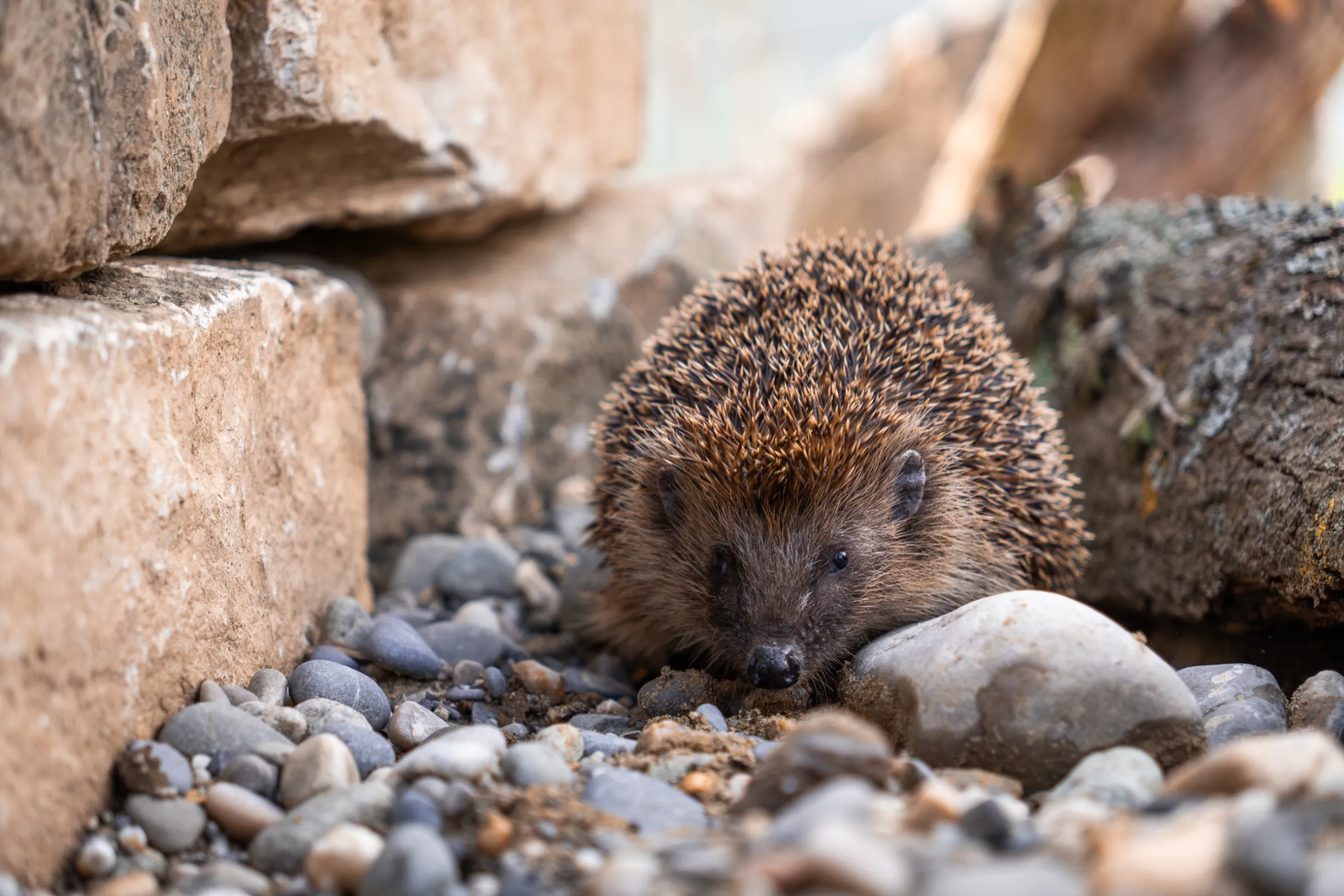 Ein Igel zwischen Steinen
