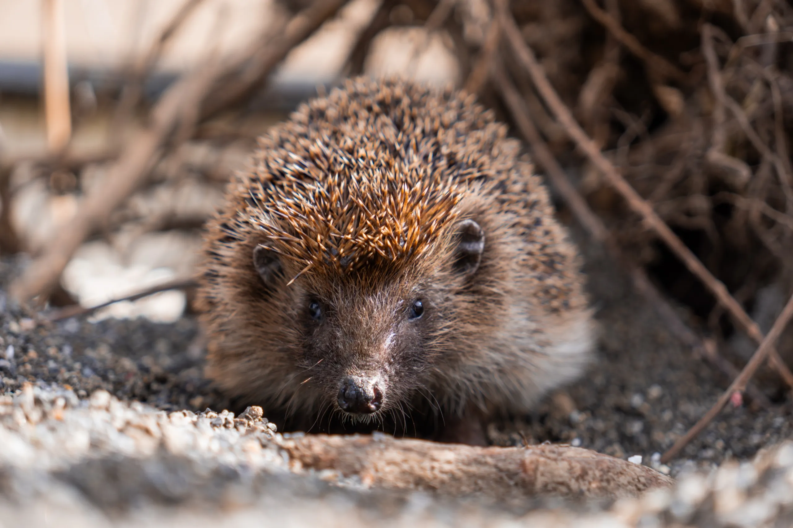 Ein Igel vor einem Asthaufen