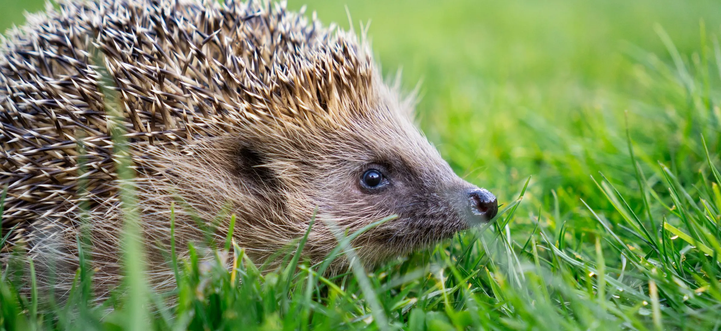 Ein Igel im hohen Gras