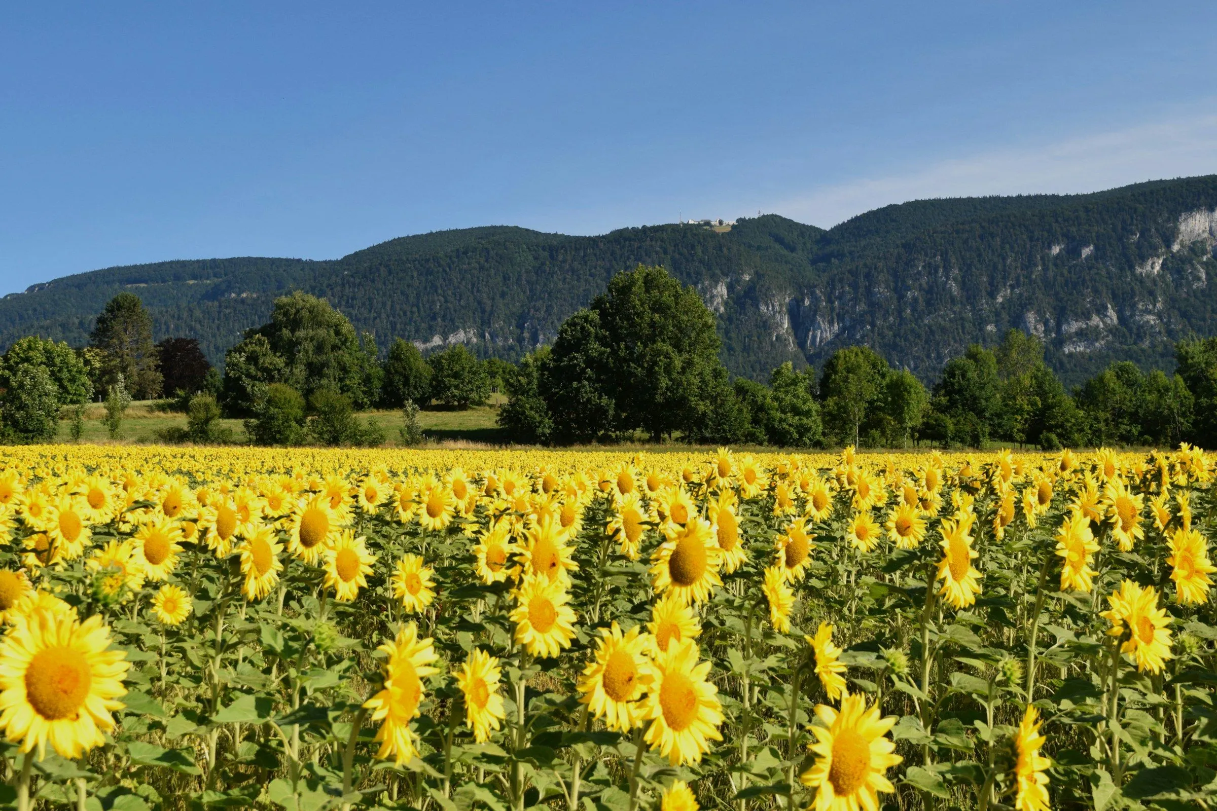 Sonnenblumenfeld mit Hecken und Bäumen am Jurasüdfuss bei Solothurn, dahinter die Weissenstein-Kette