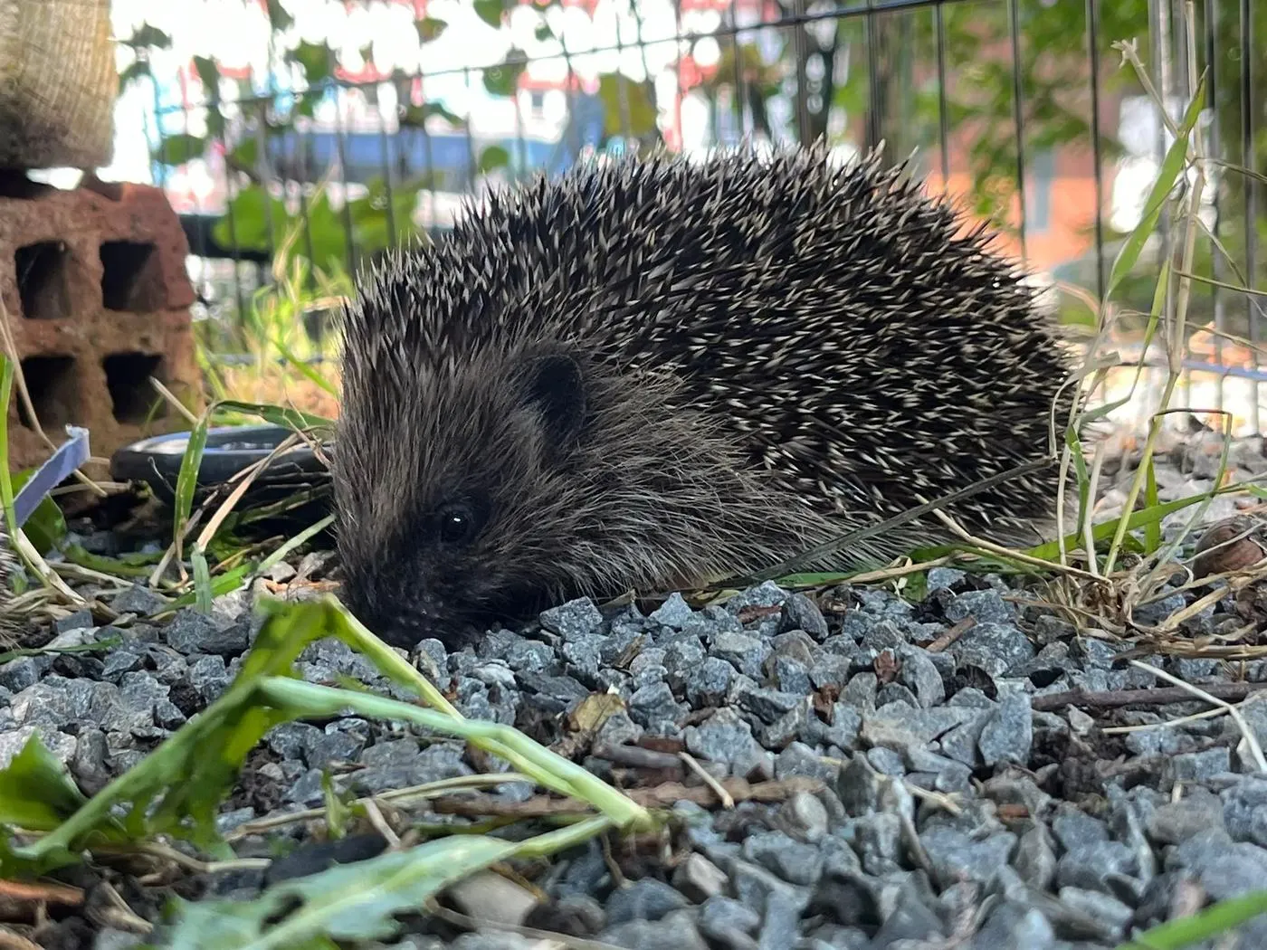 Ein Igel im Aussengehege auf Kies und Gras