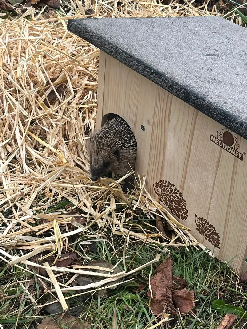Ein Igel schaut aus einem Holzhäuschen im Stroh