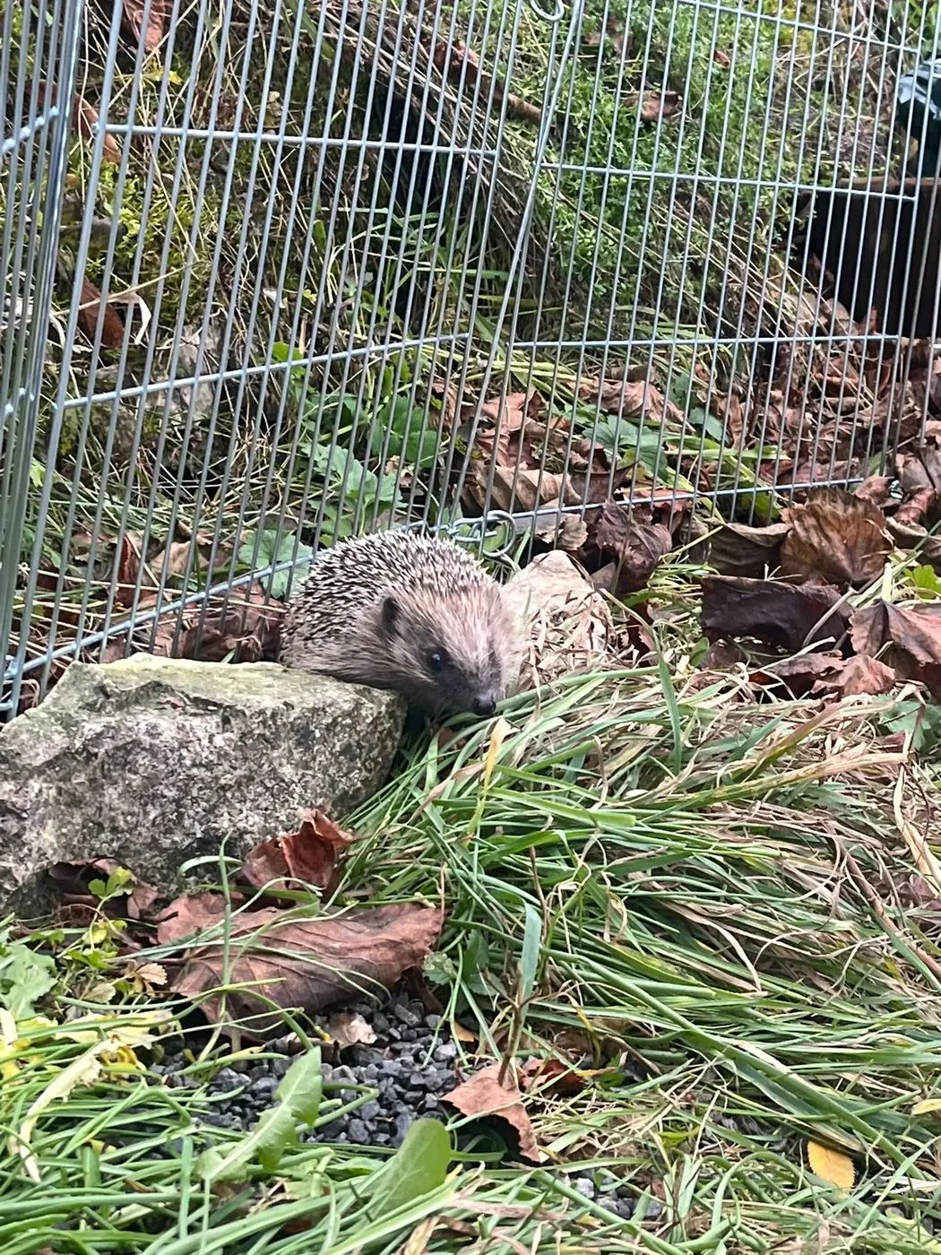 Zwei Igel zwischen Laub, Gras und Steinen im Aussengehege