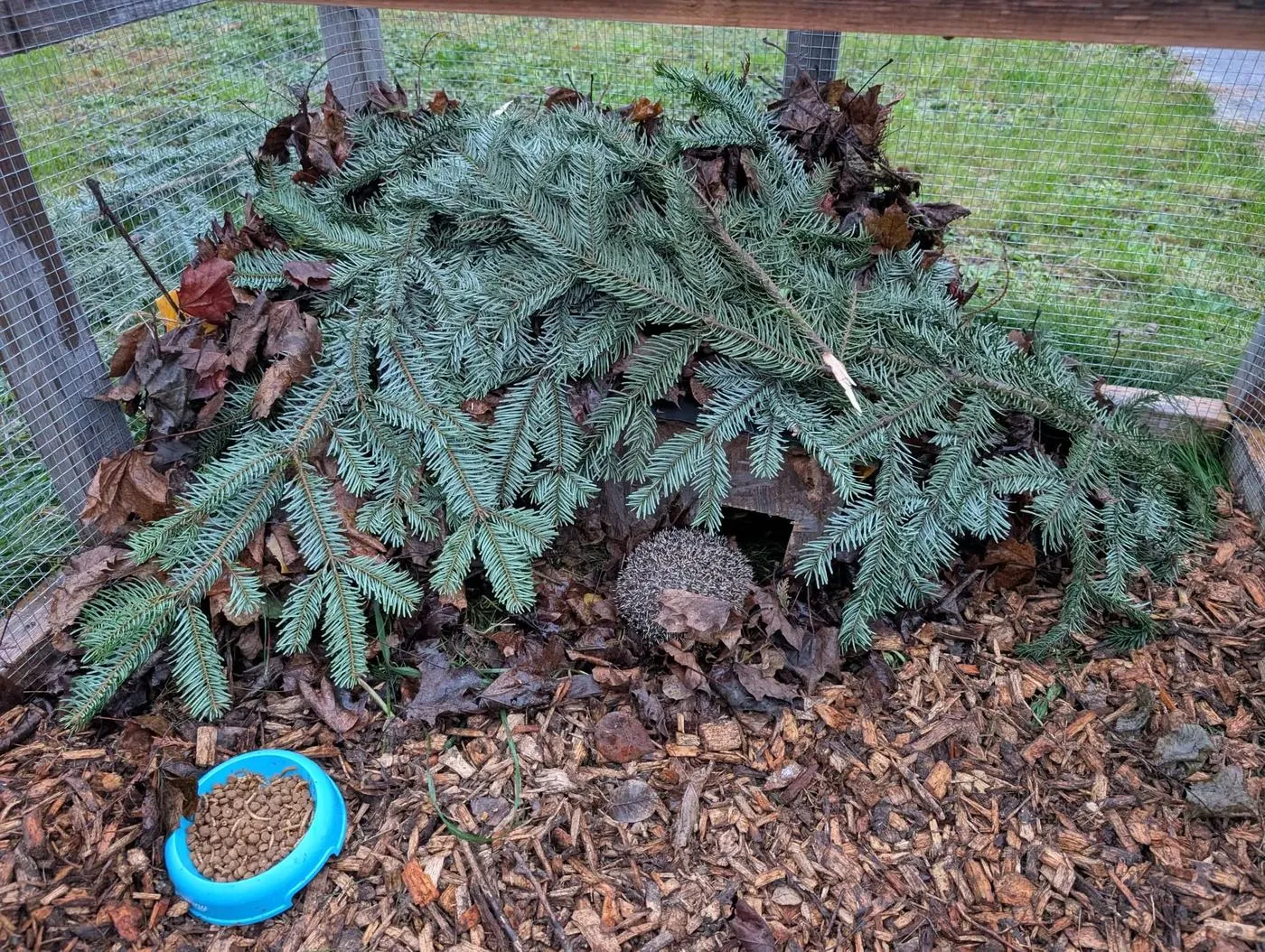 Igel unter Tannenzweigen im Aussengehege, davor ein Futternapf