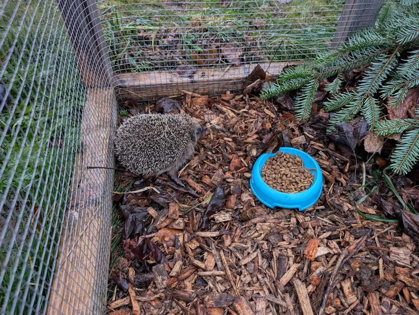 Ein Igel neben einem Futternapf auf Holzschnitzeln im Aussengehege