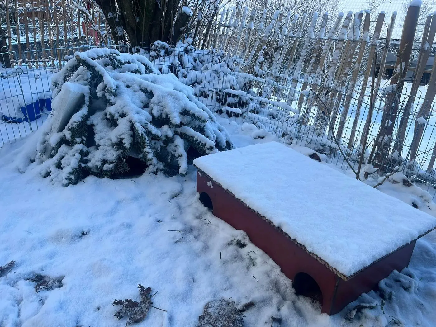 Verschneites Aussengehege mit Tannenzweigen und einem Igelhaus
