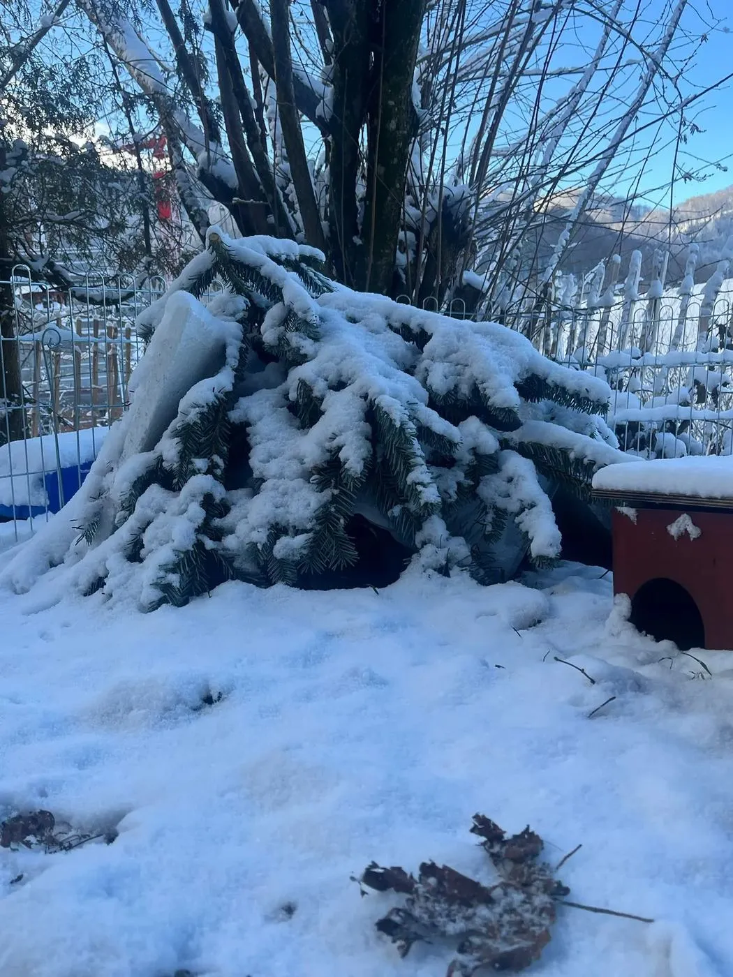 Verschneites Aussengehege mit Unterschlupf aus Tannenzweigen