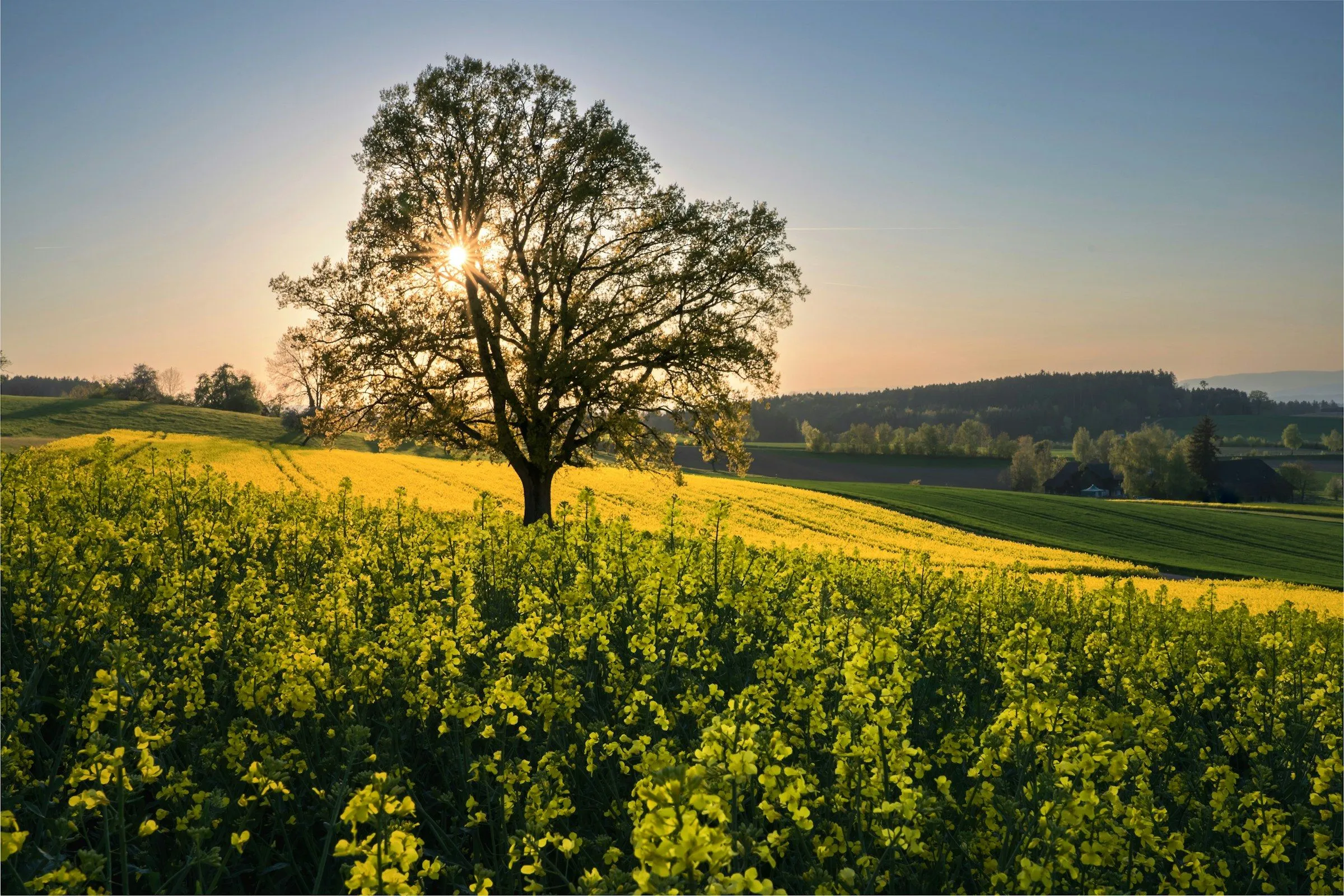 Grosser Einzelbaum am Feldrand bei Frauenfeld, dahinter Waldrand und Felder