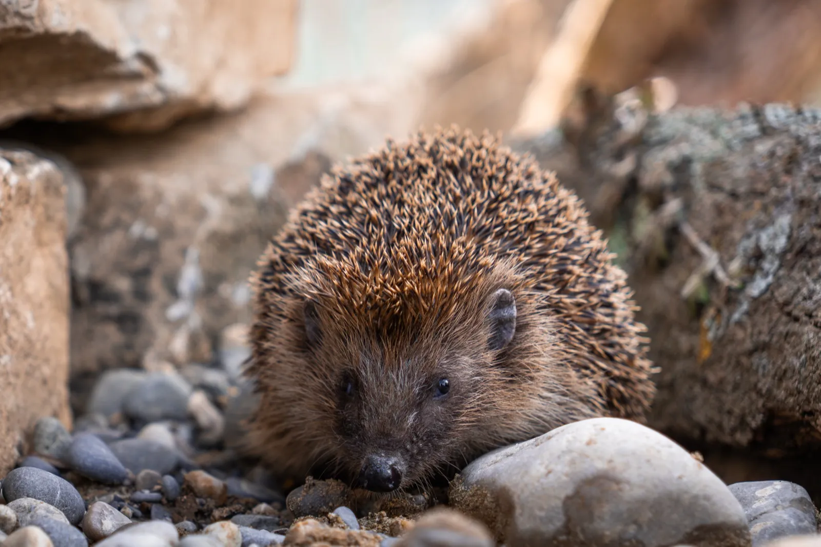 Ein Igel zwischen Steinen